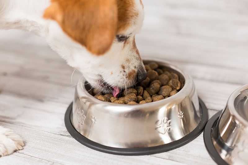 Ditch the Kibble: Delicious DIY Dog Treats with Hidden Health Benefits