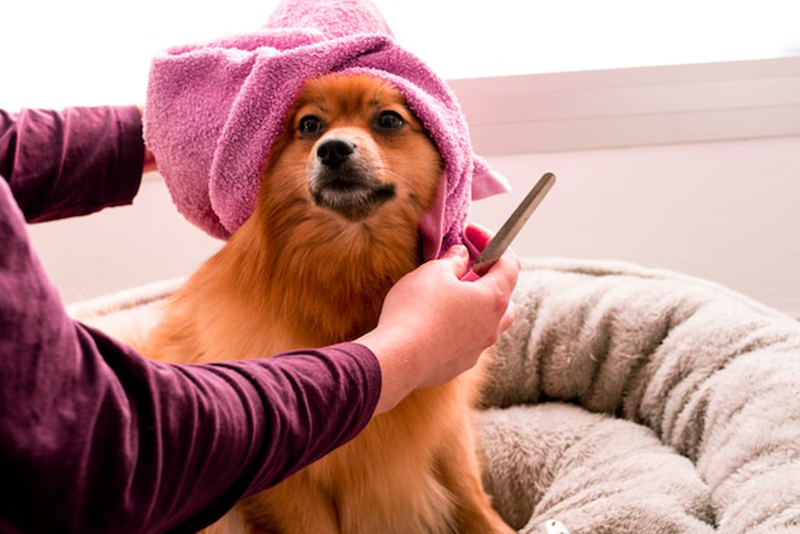 Beyond Basic Baths: Grooming Tips for Every Coat Type