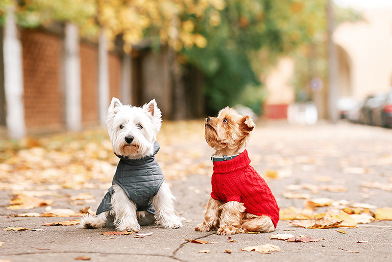 Fashionable Function: Finding the Right Collar and Leash for Your Dog